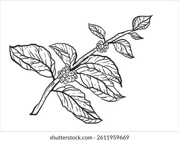 Detailed monochrome illustration of a coffee plant branch with leaves