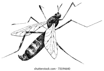 detailed mosquito pencil drawing style, vector