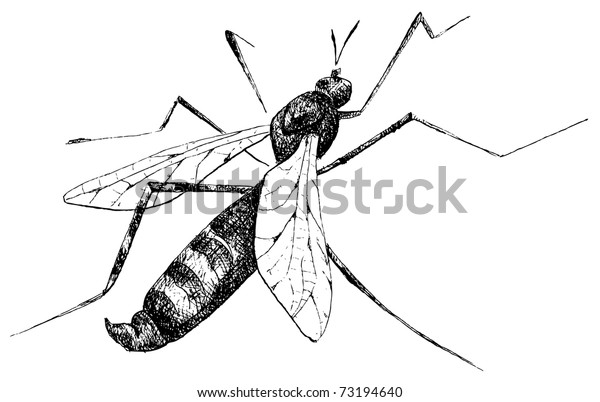 Detailed Mosquito Pencil Drawing Style Vector Stock Vector (Royalty