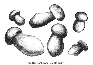 Detailed mushroom illustrations in black and white with shading effects