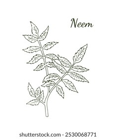 Detailed Neem Leaves Illustration. Medicinal ayurvedic herb. Azadirachta indica or Neem leaves.  Hand-drawn 
plant on white background