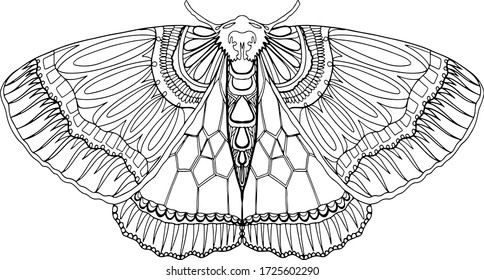 Detailed ornamental butterfly. Hand drawn vector. Coloring book for children and adults. Stylish decorations. Dood and Zen, meditation, relaxation. Isolated on white background. Line art. Outline