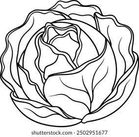 Detailed Outline of Cabbage Showing Intricate Leaf Patterns