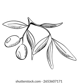 Uma ilustração detalhada mostra um ramo com azeitonas maduras e folhas elegantes. A imagem realça a beleza natural da azeitona, realçando a sua forma e textura.