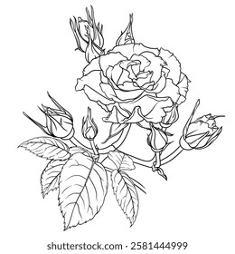 Detailed outline of lush rose flower with many buds and leaves, illustration in sketch style, flower image for coloring