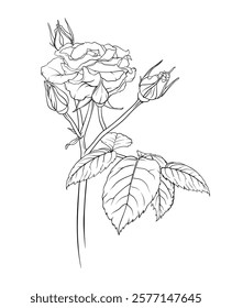 Detailed outline of rose flower with lush bud and leaves, sketch style vector illustration, isolated on transparent background.