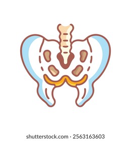 Detailed Overview of Coccyx Anatomical Structure