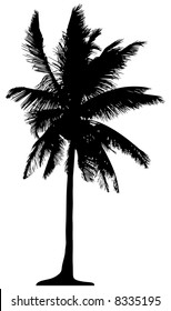 Detailed palm tree isolated on white background