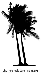 Detaillierte Palme einzeln auf weißem Hintergrund