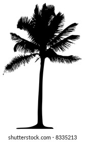 Detailed palm tree isolated on white background