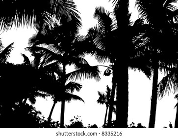 Detailed palm trees isolated on white background