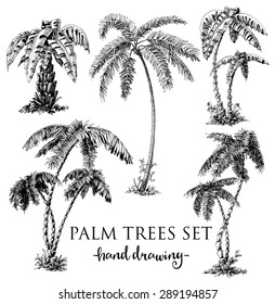 Detailed palm trees set