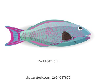 Detailed Parrotfish vector illustration. Perfect for culinary, marine, and environmental designs. High-quality vector for easy customization. Ideal for menus, packaging