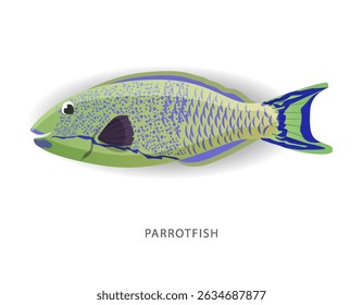Detailed Parrotfish vector illustration. Perfect for culinary, marine, and environmental designs. High-quality vector for easy customization. Ideal for menus, packaging