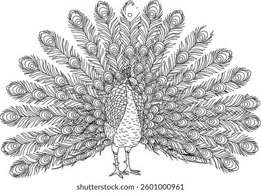 A Detailed Peacock Standing With Its Tail Slightly Fanned Out