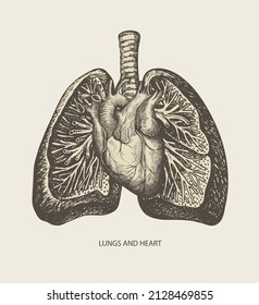 Detailed pencil drawing human lungs   heart old paper background  Vector medical poster  Hand  drawn anatomically correct illustration internal organs in retro style  Creative t  shirt design