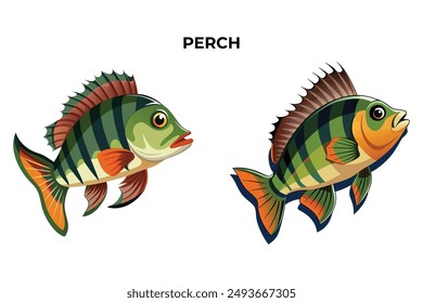 Detailed Perch fish vector illustration. Perfect for culinary, marine, and environmental designs. High-quality vector for easy customization. Ideal for menus, packaging, education, and web graphics.