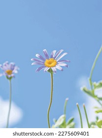 Detailed photo of a beautiful purple flower against a clear blue sky