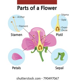 A detailed picture of a pink flower and its parts.