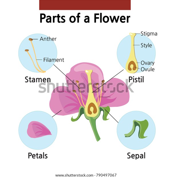 A\
detailed picture of a pink flower and its\
parts.