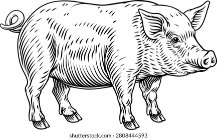 Detailed pig engraving isolated on white background in vintage woodcut style. Created for pork branding, butcher menus, supermarket packaging, labels, and farm graphics.
