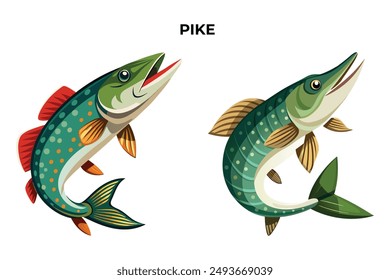 Detailed Pike fish vector illustration. Perfect for culinary, marine, and environmental designs. High-quality vector for easy customization. Ideal for menus, packaging, education, and web graphics.