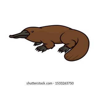 Detailed Platypus the Amphibian Animal Illustration