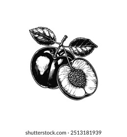 Detailed Plum Illustration with Halved Fruit and Leaves. Vector illustration design.