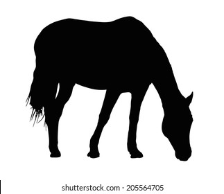 Detailed Portrait Silhouette of Large Horse Grazing