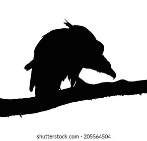 Detailed Portrait Silhouette of Large Vulture on Branch