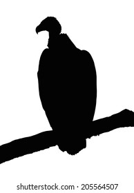 Detailed Portrait Silhouette of Large Vulture on Branch