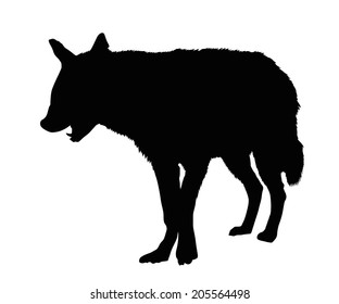 Detailed Portrait Silhouette of Spotted Hyena with Open Mouth