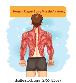 Detailed posterior view of human back muscles showing upper body muscular system including shoulders arms and spine structure.

Keywords (10 – ordered by s