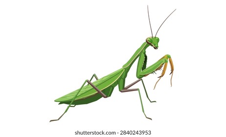 Detailed Praying Mantis Vector Illustration