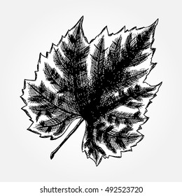 Detailed and precise ink drawing of grape leaf. Hand drawn in rustic design, classic drawing element. Vector.