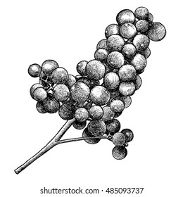 Detailed and precise ink drawing of grapes or wine element. Berries, hand drawn in rustic design, classic drawing element. Vector.