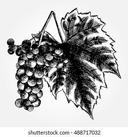 Detailed and precise ink drawing of grapes or wine element. Berries, hand drawn in rustic design, classic drawing element. Vector.