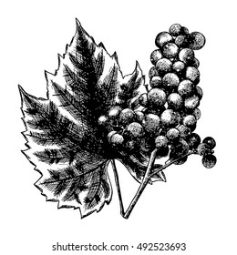 Detailed and precise ink drawing of grapes or wine element. Berries, hand drawn in rustic design, classic drawing element. Vector.