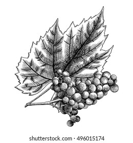 Detailed and precise ink drawing of grapes or wine element. Berries, hand drawn in rustic design, classic drawing element. Vector.