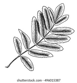 Detailed and precise ink drawing of rowan or rowanberry leaves. Berries and rowan berries leaves, hand drawn in rustic design, drawing element of sorb, wild ash, pit or rowan-tree leaves. Vector.