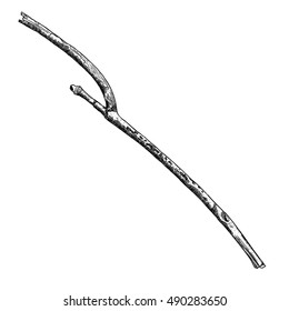 Detailed and precise ink drawing wood twig, isolated on white forest object, natural tree branch, stick, hand drawn driftwood forest floor pickups. Rustic design, classic drawing element. Vector. 