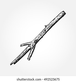 Detailed and precise ink drawing wood twig, isolated on white forest object, natural tree branch, stick, hand drawn driftwood forest floor pickups. Rustic design, classic drawing element. Vector. 