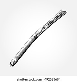 Detailed and precise ink drawing wood twig, isolated on white forest object, natural tree branch, stick, hand drawn driftwood forest floor pickups. Rustic design, classic drawing element. Vector. 