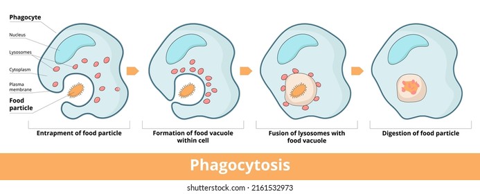 Detailed process of phagocytosis in four stages: entrapment of food particle, formation of food vacuole within cell, fusion of vacuole and lysosomes, digestion of food particle. 