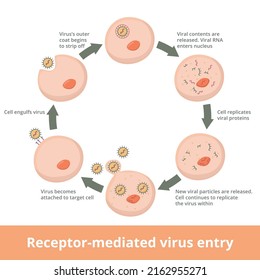 Proceso detallado de fusión de virus mediada por receptores. Entrada de virus mediada por receptores en células host: se asocia al virus, se engulle por la célula huésped, se liberan contenidos virales y comienza la replicación.