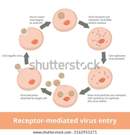 Detailed process of receptor mediated virus fusion. Receptor-mediated Virus entry into host cells: virus attaches, is engulfed by host cell, viral contents are released and the replication begins.