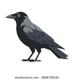 A detailed profile view of a hooded crow standing against a clean white background. This wild bird features distinct grey and black plumage, perfect for nature.
