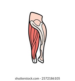 Detailed Quadriceps Femoris Anatomy Illustration