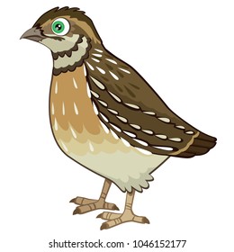 Detailed Quail Cartoon Vector Illustration Isolated on White