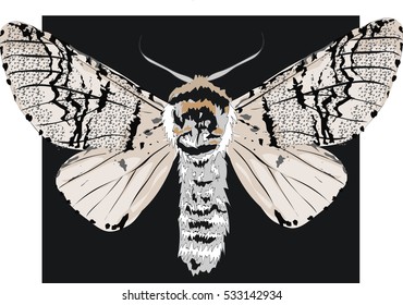 Detailed realistic art of a moth - Elegant Isolated  vector illustration 